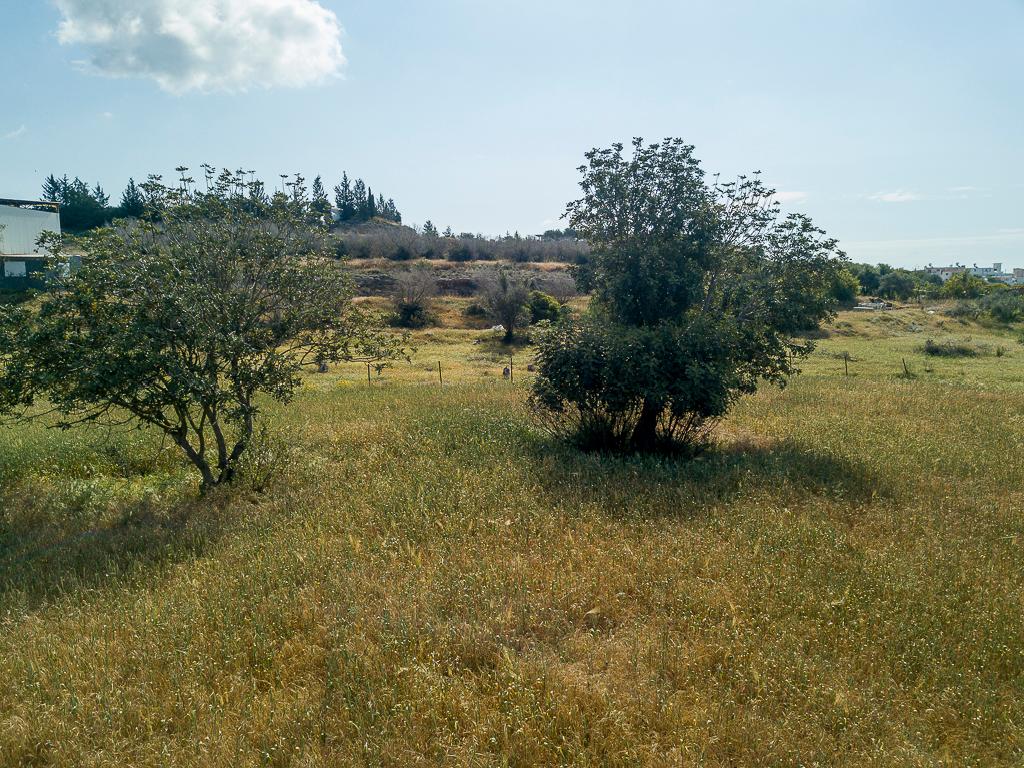 Residential field - Ormidia, Larnaca image 3