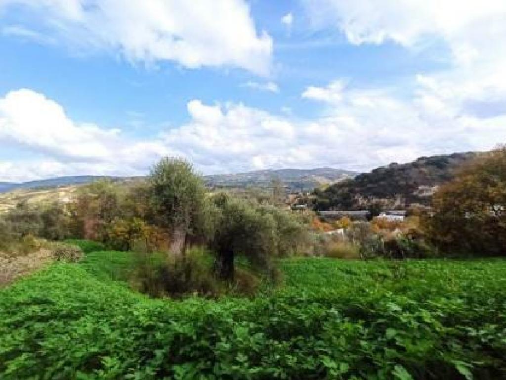 Field - Skoulli, Paphos