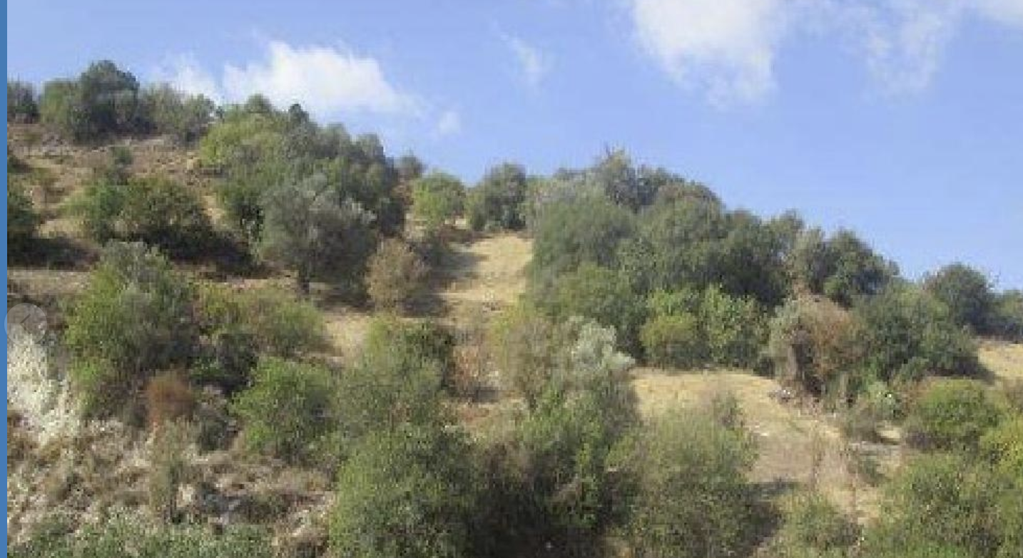 Agricultural Field for Sale - Kallepia, Paphos District image 4
