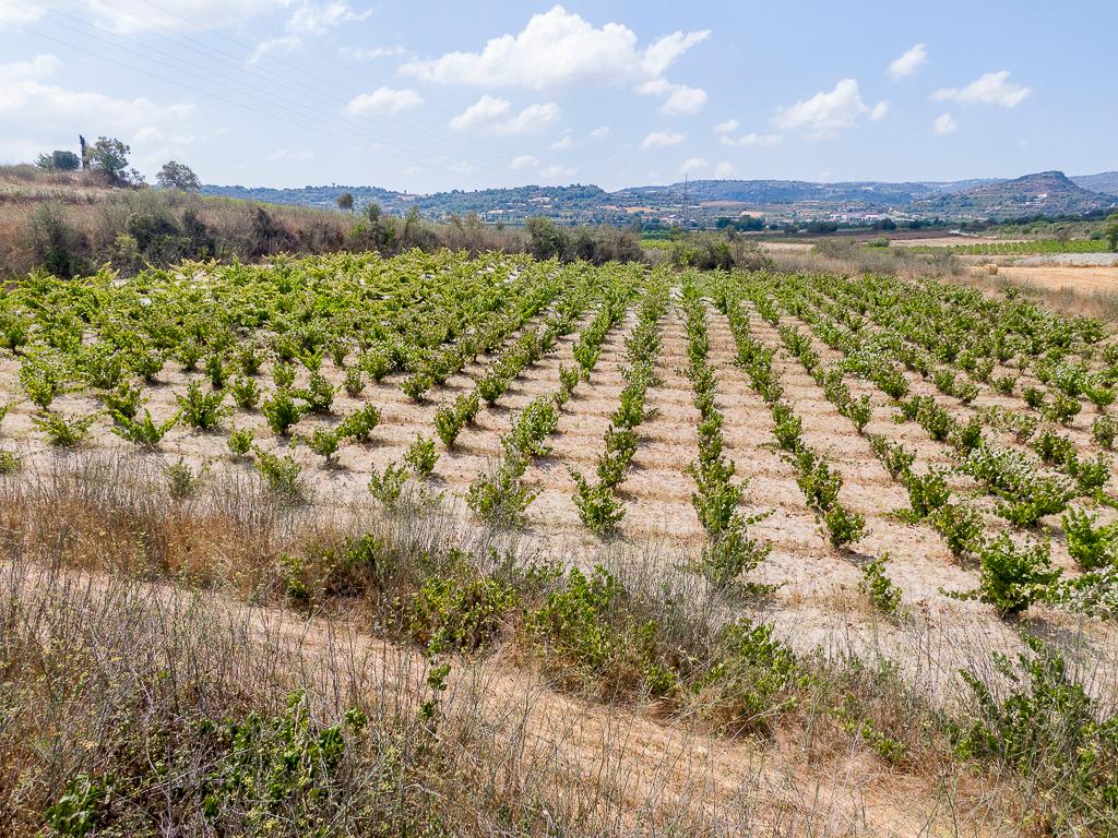 Γεωργικό Χωράφι στο Στρουμπί, Πάφος image 2