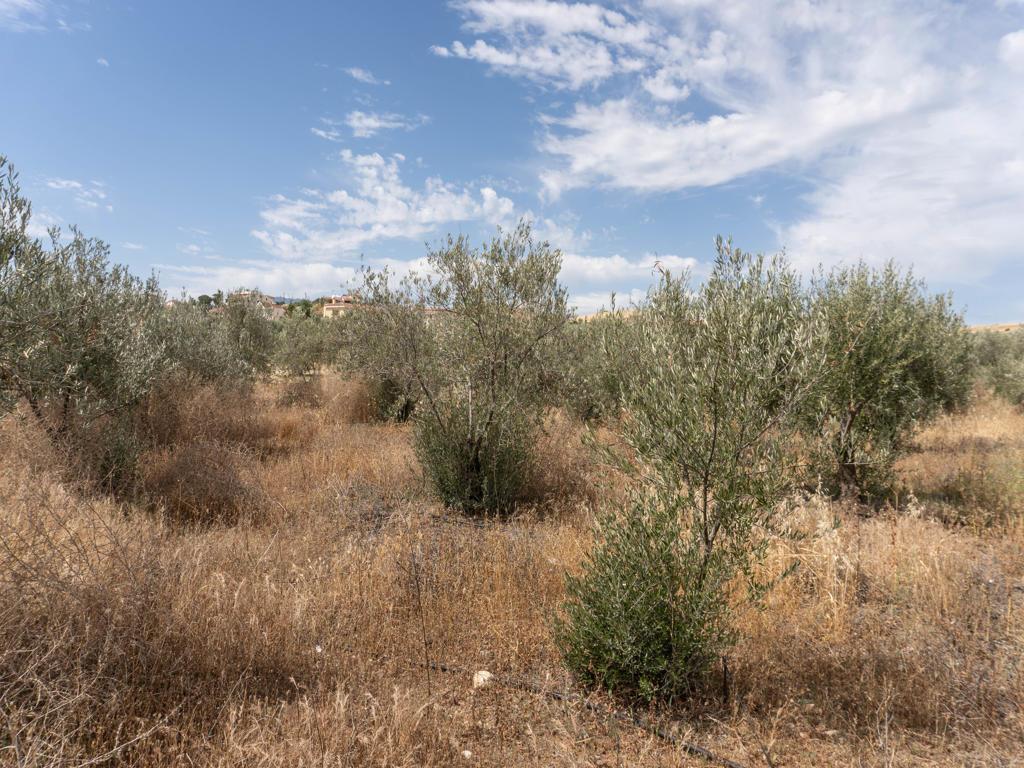 Residential field - Potami, Nicosia image 2