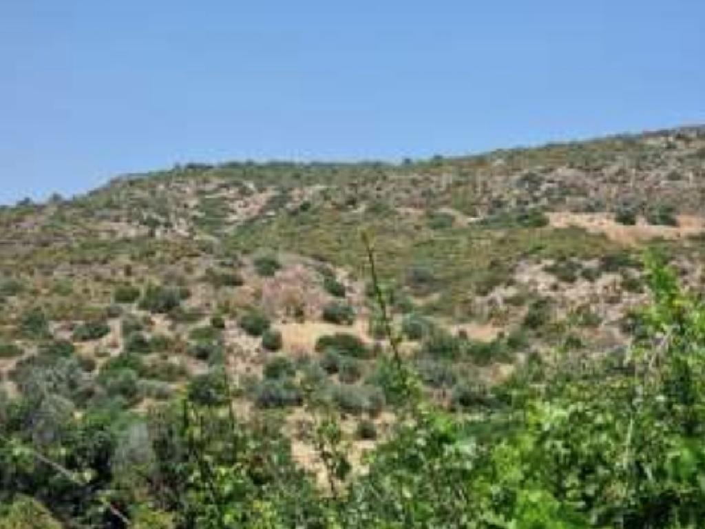 Agricultural Field - Agios Theodoros, Larnaca