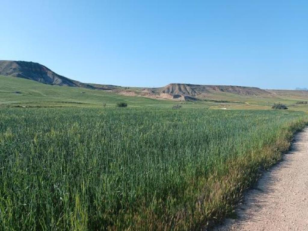 Livestock field - Kato Moni, Nicosia