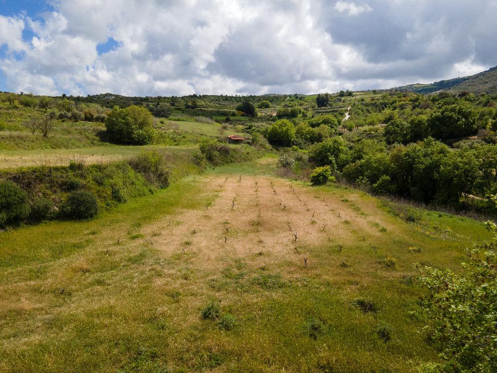 Agricultural Fields (2 units) - Theletra, Paphos image 5
