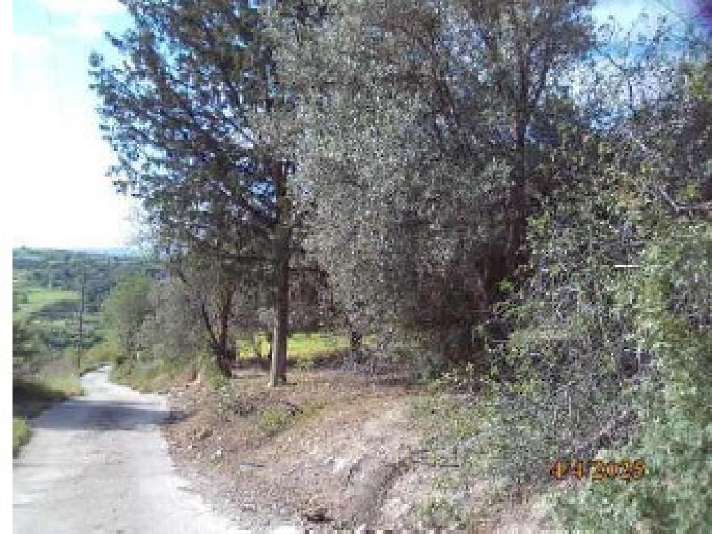 Agricultural Fields (2 units) - Thrinia, Paphos image 3