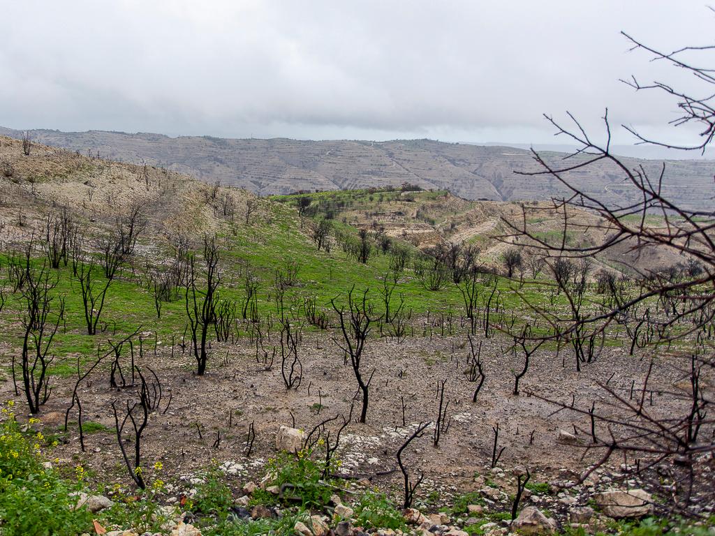 Agricultural Fields (3 units) - Koilani, Limassol image 4