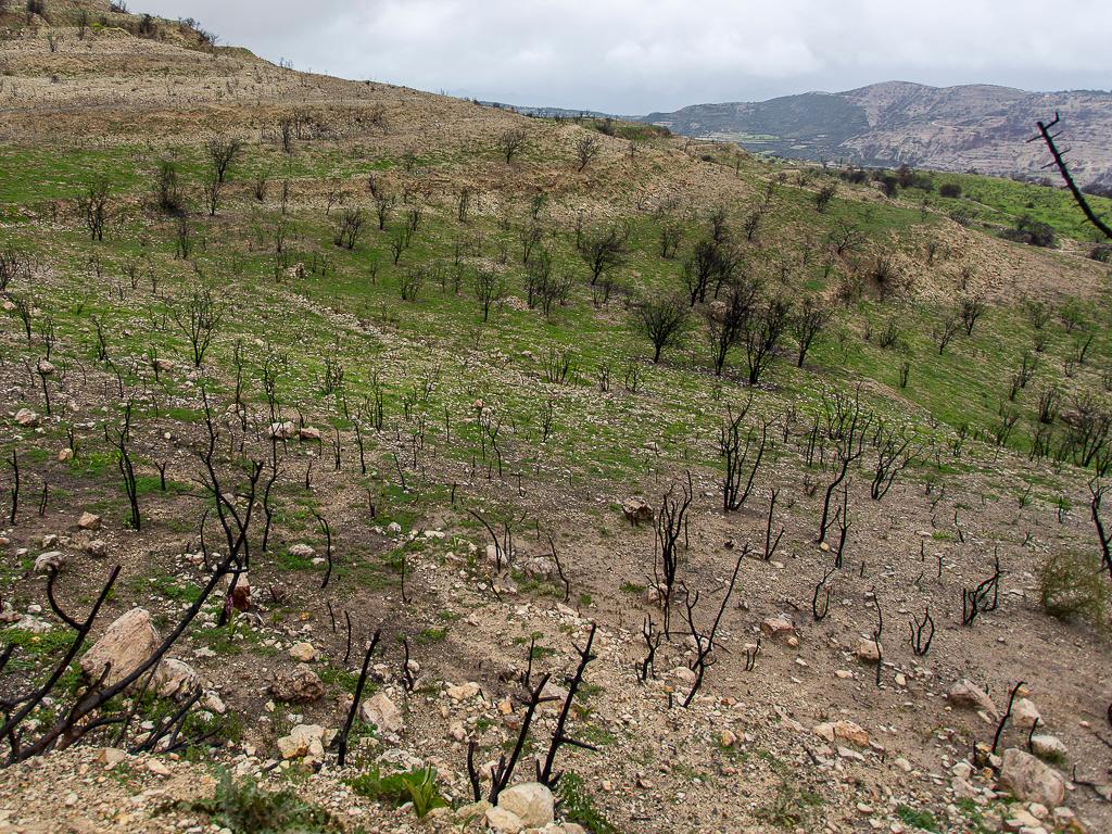 Agricultural Fields (3 units) - Koilani, Limassol image 2