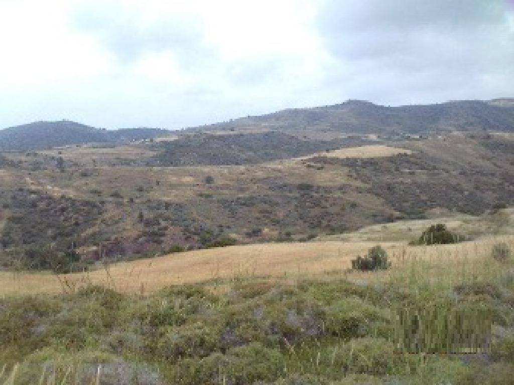 Agricultural Field - Ineia, Paphos
