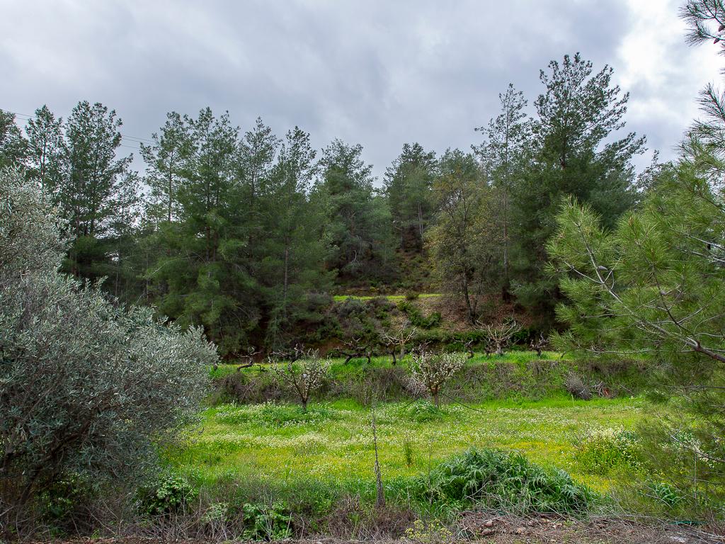 Mixed-zone Field - Agios Mamas, Limassol image 3