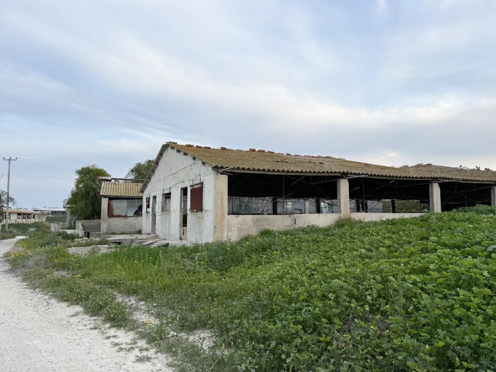 Livestock Field - Aradippou, Larnaca image 9