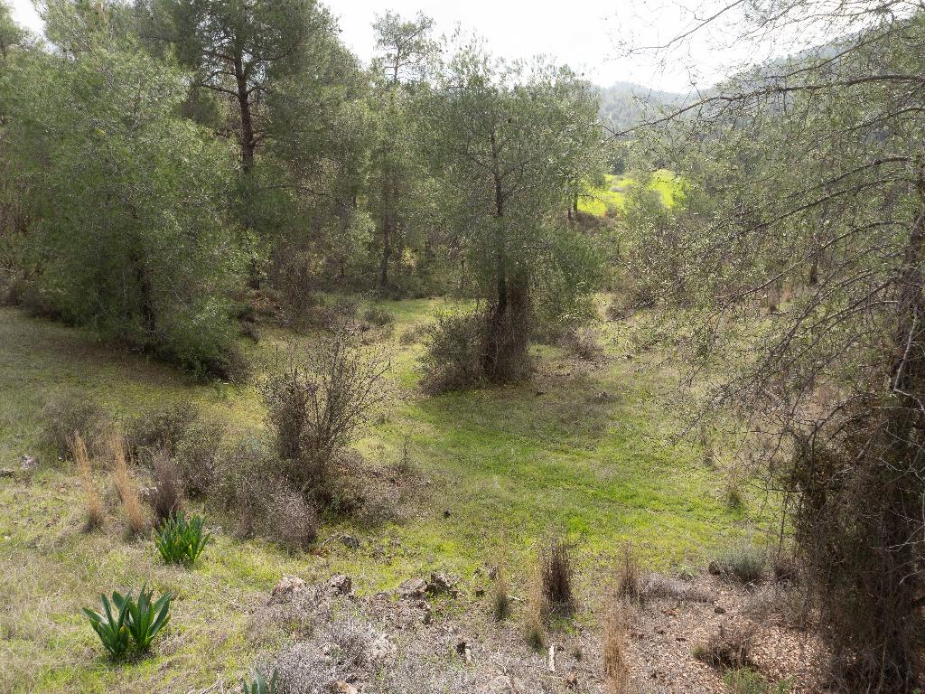 Agricultural Field - Mitsero, Nicosia image 5