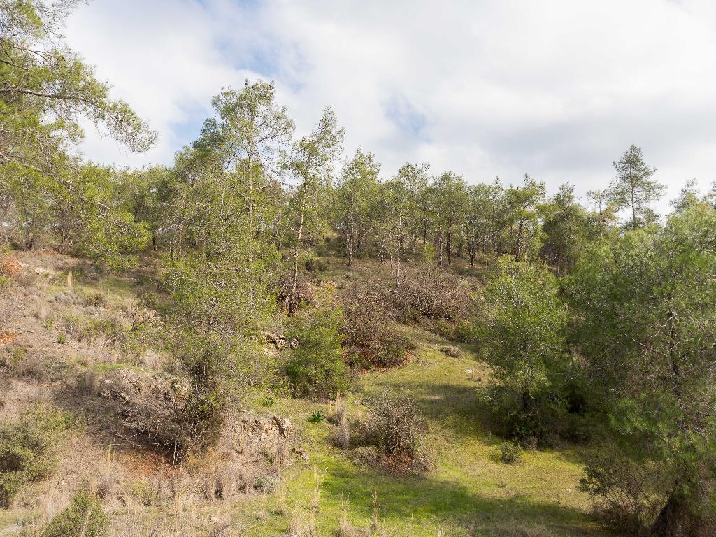 Agricultural Field - Mitsero, Nicosia image 6