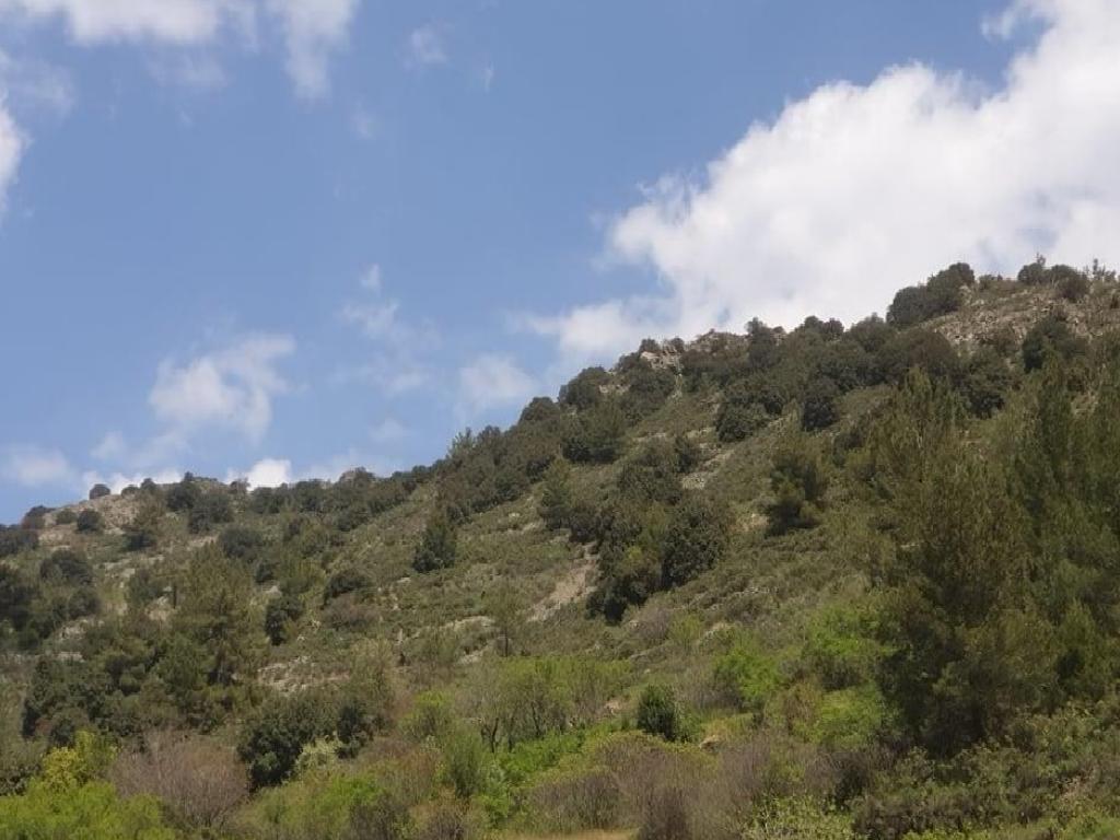 Agricultural Field - Palaichori Morphou, Nicosia