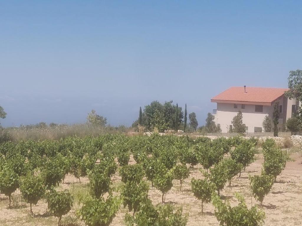 Residential Field - Ineia, Paphos image 2