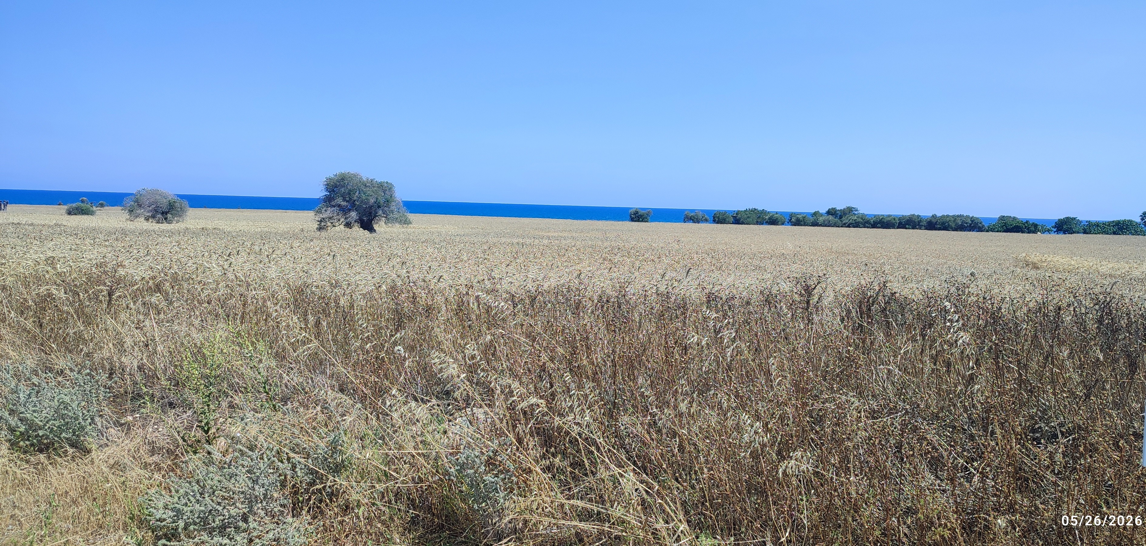 Touristic Field for Sale – Mazotos, Larnaca