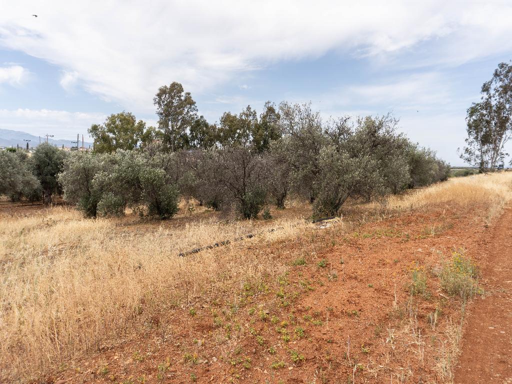 Residential Field - Astromeritis, Nicosia image 3
