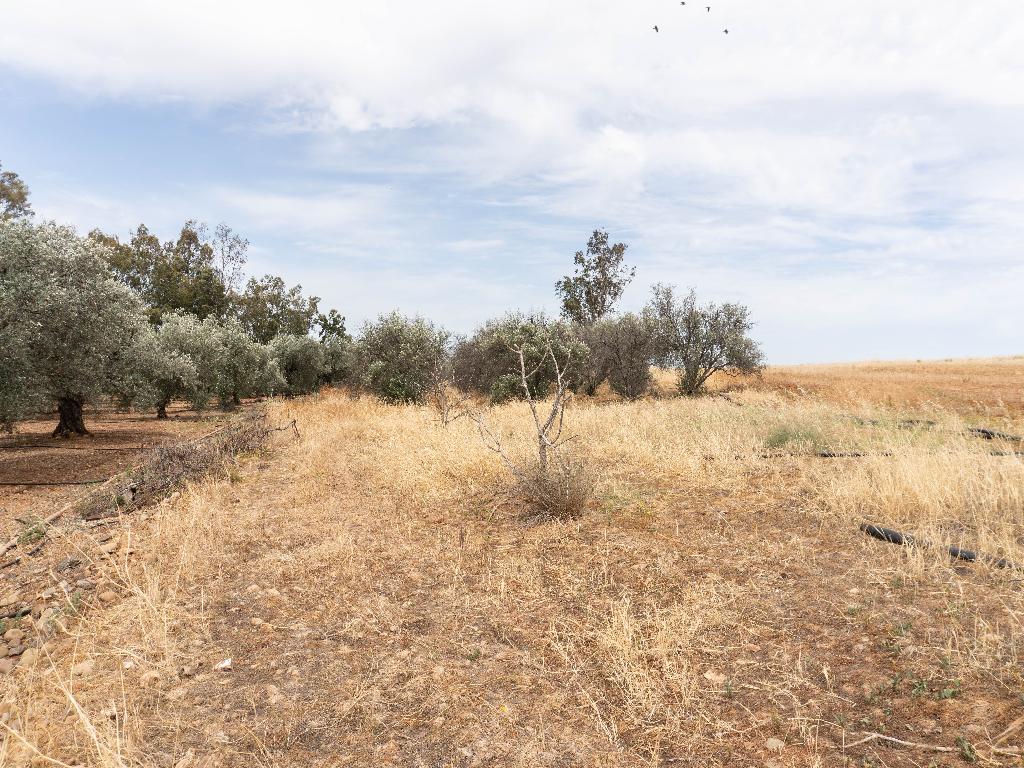 Residential Field - Astromeritis, Nicosia image 5