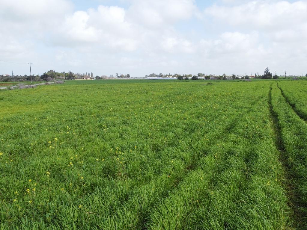 Residential Field - Avgorou, Famagusta image 6