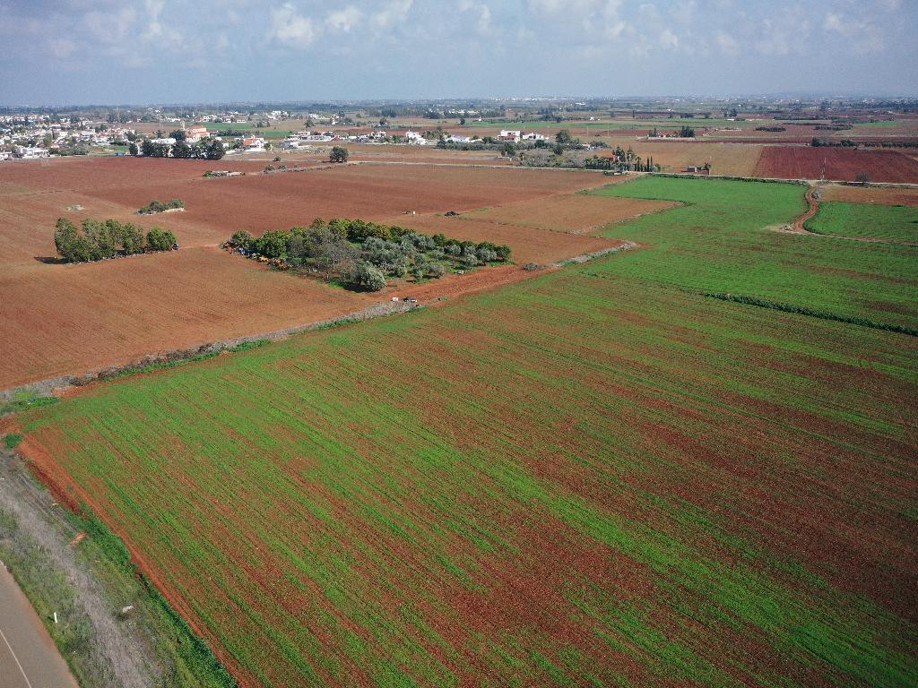Agricultural Field - Avgorou, Famagusta image 6