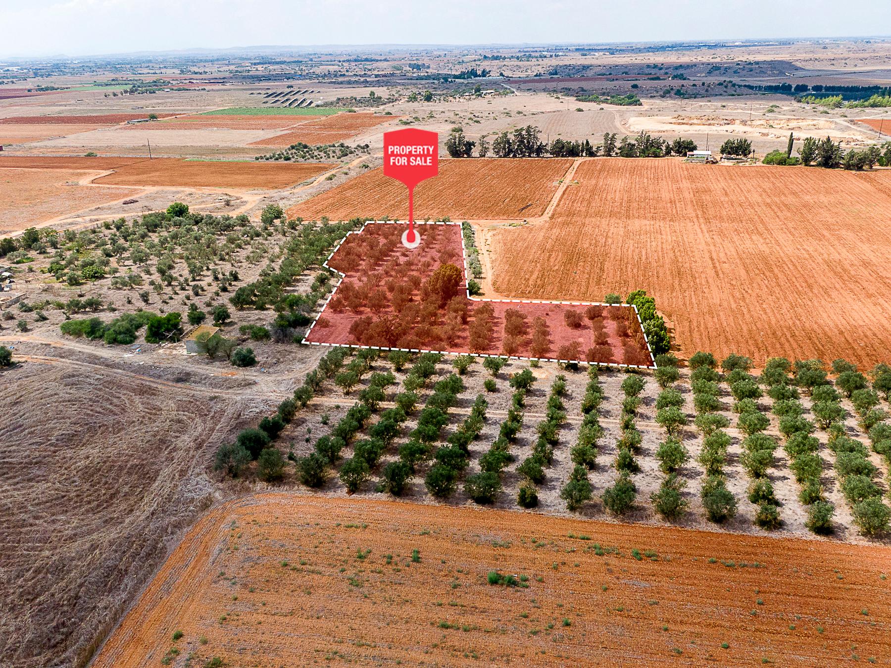 Field for sale, Avgorou