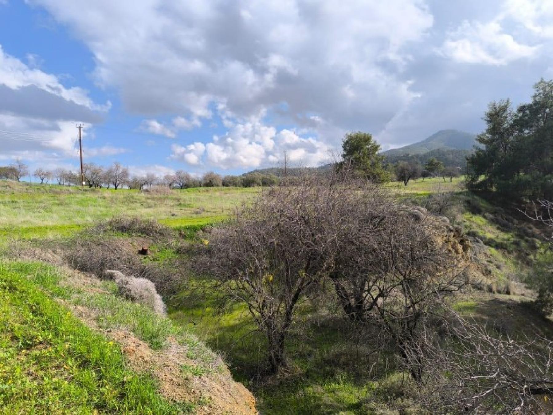 Field for sale, Agios Theodoros (Soleas) image 2