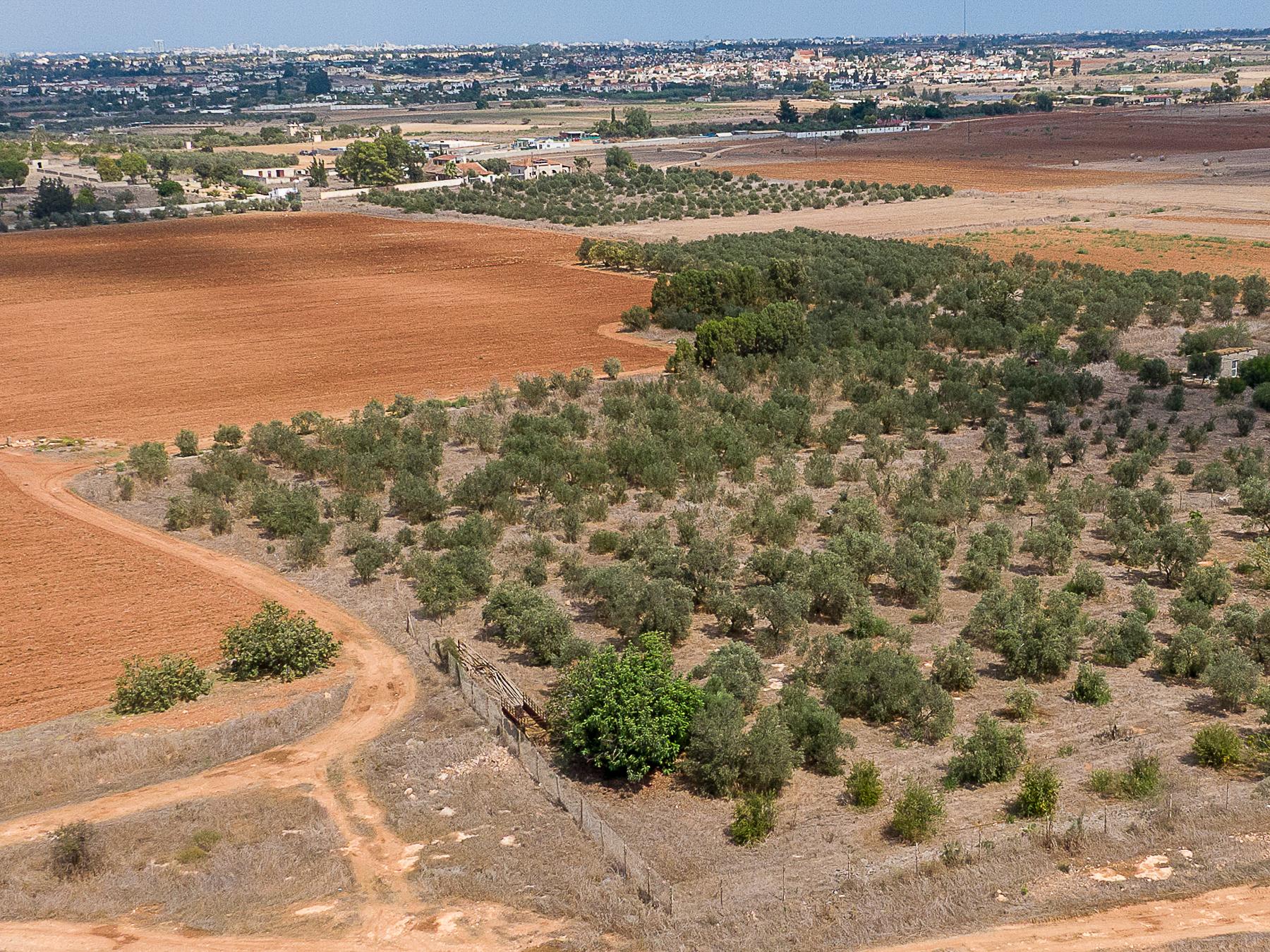 Field for sale, Avgorou image 2